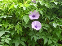 febd2e12-tetrastigma ii.jpg